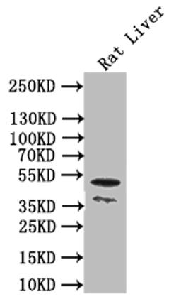 Western Blot. Positive WB detected in: Rat liver tissue. All lanes: SGMS2 antibody at 3µg/ml. Secondary. Goat polyclonal to rabbit IgG at 1/50000 dilution. Predicted band size: 43 kDa. Observed band size: 43 kDa