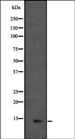 Western blot analysis of HEK293 cells using L36mt antibody