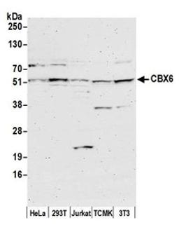 Detection of human and mouse CBX6 by western blot.