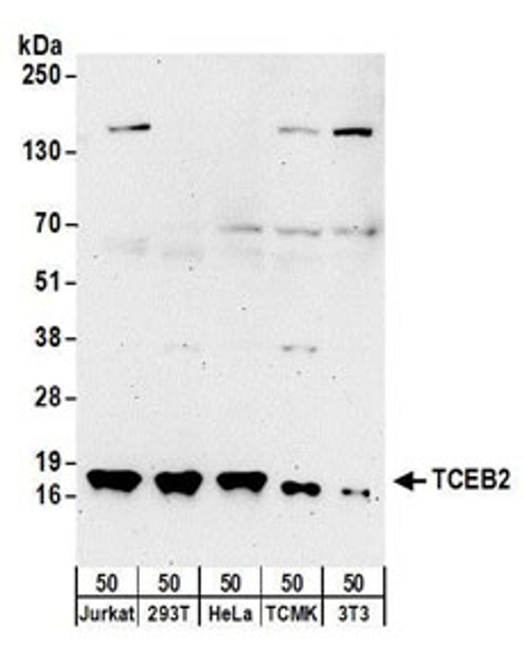 Detection of human and mouse TCEB2 by western blot.