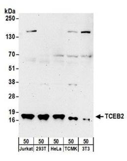 Detection of human and mouse TCEB2 by western blot.