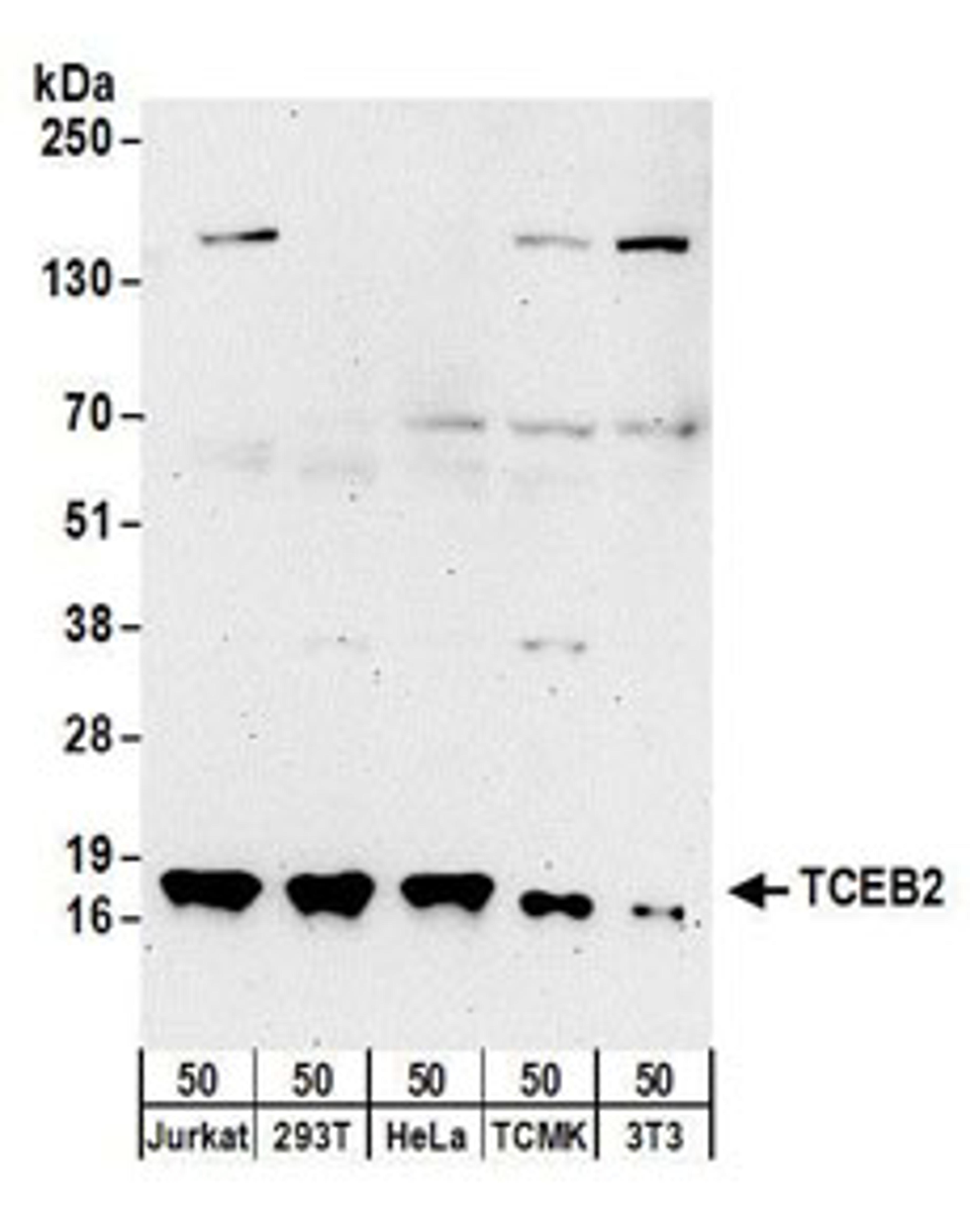 Detection of human and mouse TCEB2 by western blot.