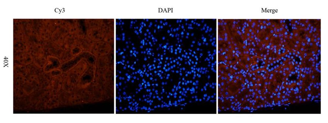 IF analysis of mouse kidney tissue using anti-MMP3 (2.5 ug/ml)