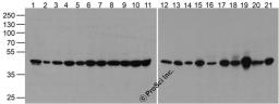 Western blot of beta-Actin in 293, A431, HepG2, Jurkat, K562, MOLT, 3T3, Raji, Ramos, THP-1, U937, human brain, mouse brain, rat brain, rabbit brain, rat liver, rabbit spleen, chicken liver, chicken small intestine, zebrafish, and drosophila lysate at 1 &