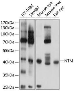 Western blot - NTM antibody (A8994)