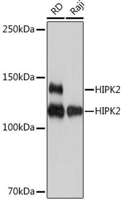 Western blot - HIPK2 Rabbit mAb (A9552)