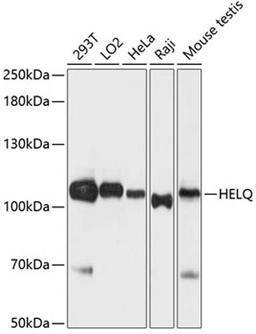 Western blot - HELQ antibody (A12661)