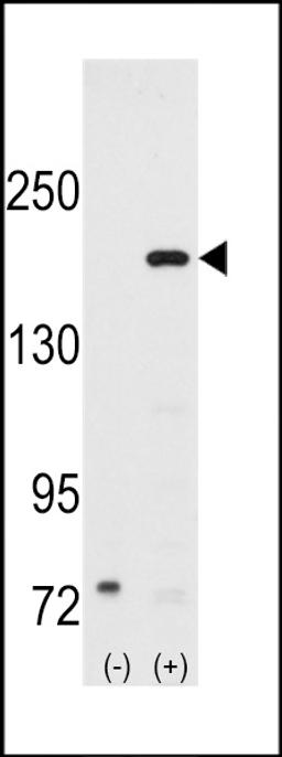 Western blot analysis of SRC1 using rabbit polyclonal SRC1 Antibody using 293 cell lysates (2 ug/lane) either nontransfected (Lane 1) or transiently transfected with the SRC1 gene (Lane 2).