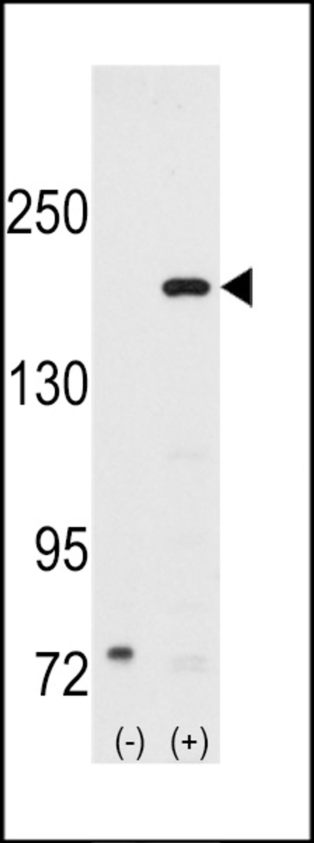 Western blot analysis of SRC1 using rabbit polyclonal SRC1 Antibody using 293 cell lysates (2 ug/lane) either nontransfected (Lane 1) or transiently transfected with the SRC1 gene (Lane 2).