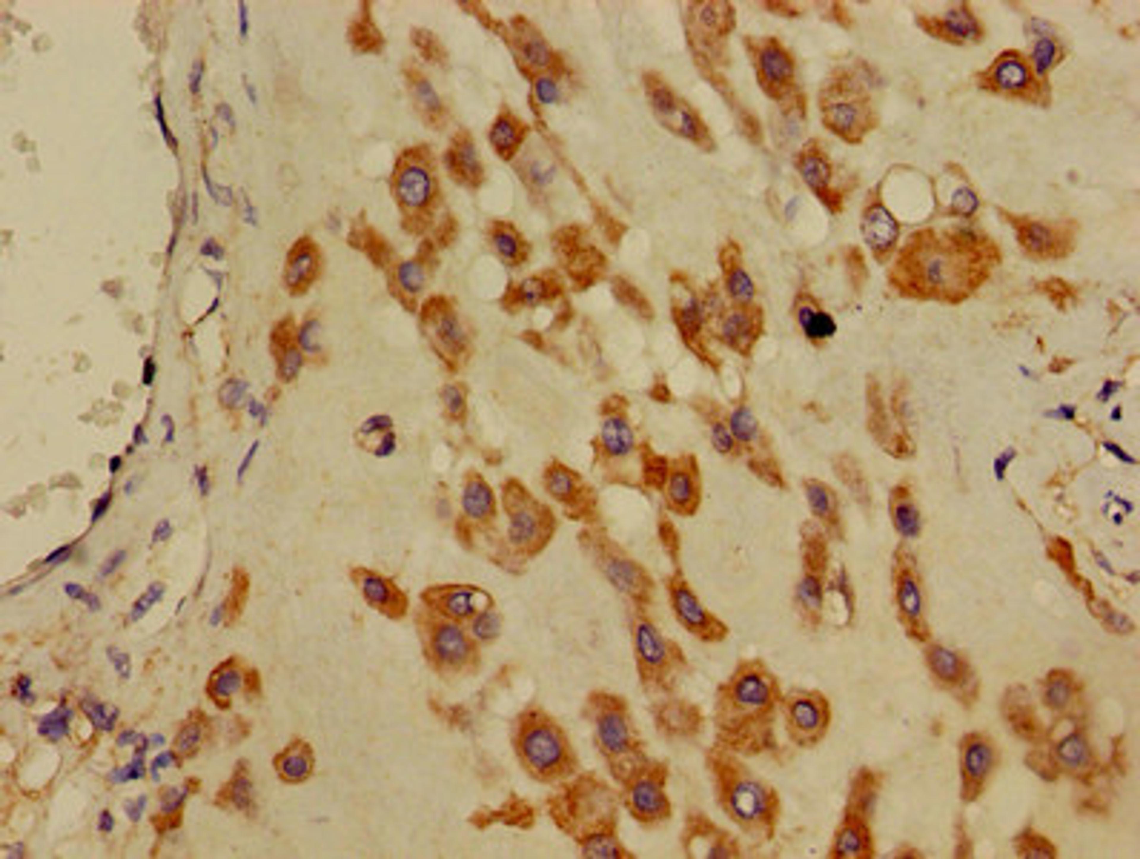 Immunohistochemistry of paraffin-embedded human placenta tissue using CSB-PA890663LA01HU at dilution of 1:100