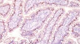 Immunohistochemistry-Paraffin: Secretory Component / ECM1 Antibody (SC05) [NBP2-29464] - Formalin-fixed, paraffin-embedded normal human intestine (10X) stained with MUC2 antibody (1:200), peroxidase-conjugate and DAB chromogen.