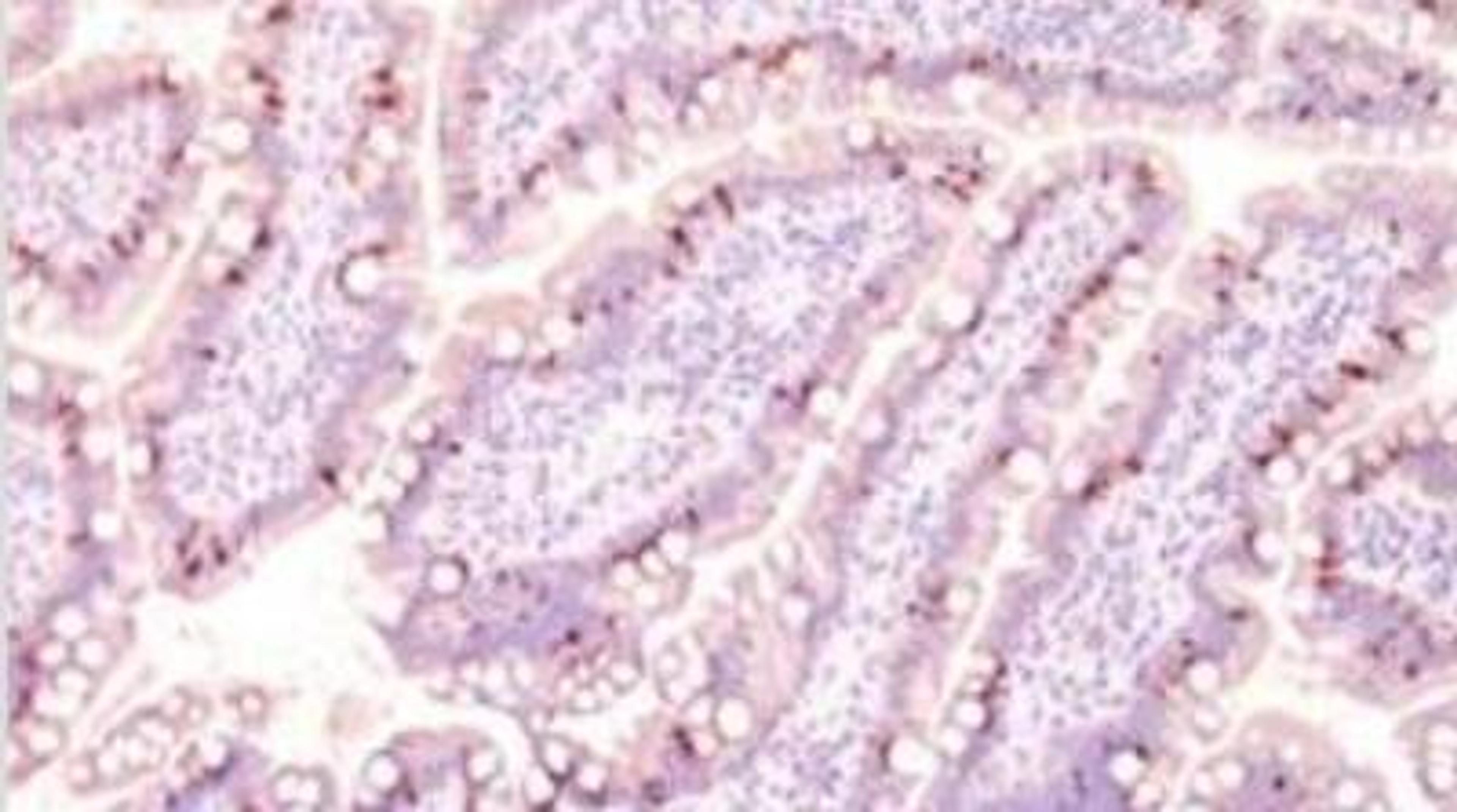 Immunohistochemistry-Paraffin: Secretory Component / ECM1 Antibody (SC05) [NBP2-29464] - Formalin-fixed, paraffin-embedded normal human intestine (10X) stained with MUC2 antibody (1:200), peroxidase-conjugate and DAB chromogen.