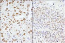 Detection of human and mouse AKAP8/AKAP95 by immunohistochemistry.