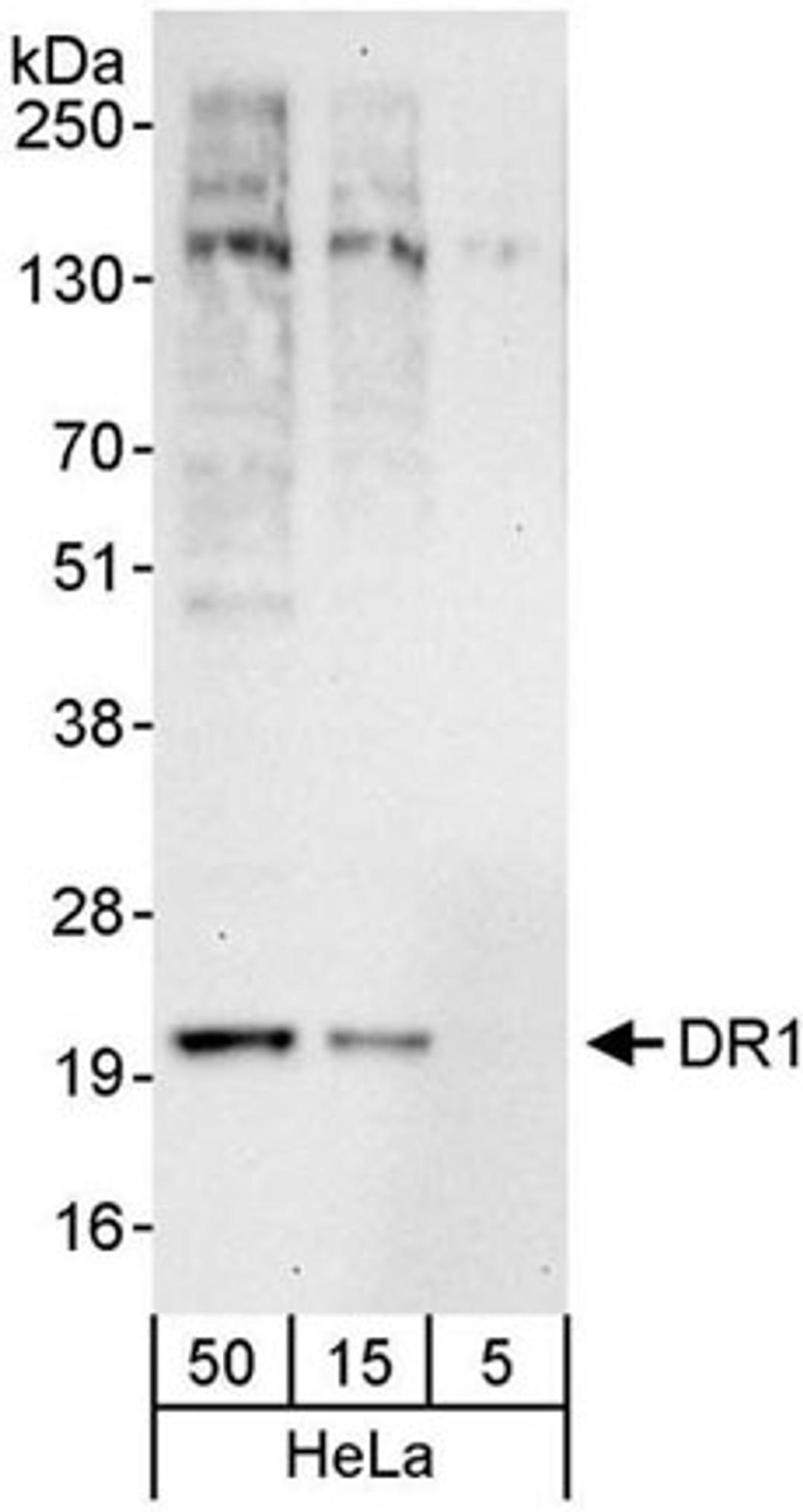 Detection of human DR1 by western blot.