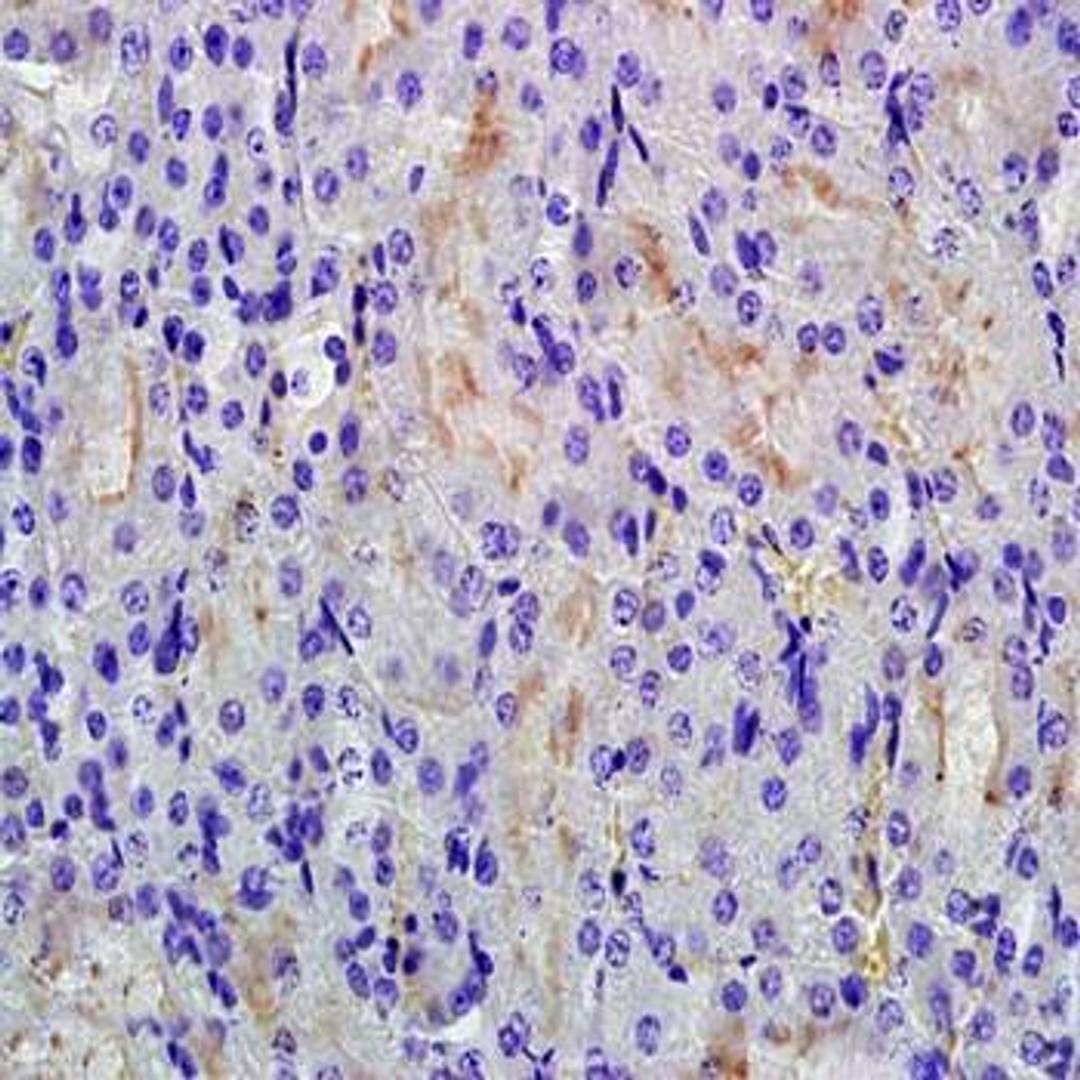 Immunohistochemical analysis of formalin-fixed and paraffin embedded mouse kidney tissue (dilution at 1:200) using RHCG antibody