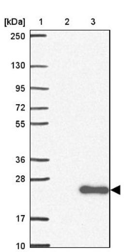 Western Blot: DAOA Antibody [NBP2-33675] - Lane 1: Marker [kDa] 250, 130, 95, 72, 55, 36, 28, 17, 10<br/>Lane 2: Human cell line RT-4<br/>Lane 3: Human cell line U-251MG sp