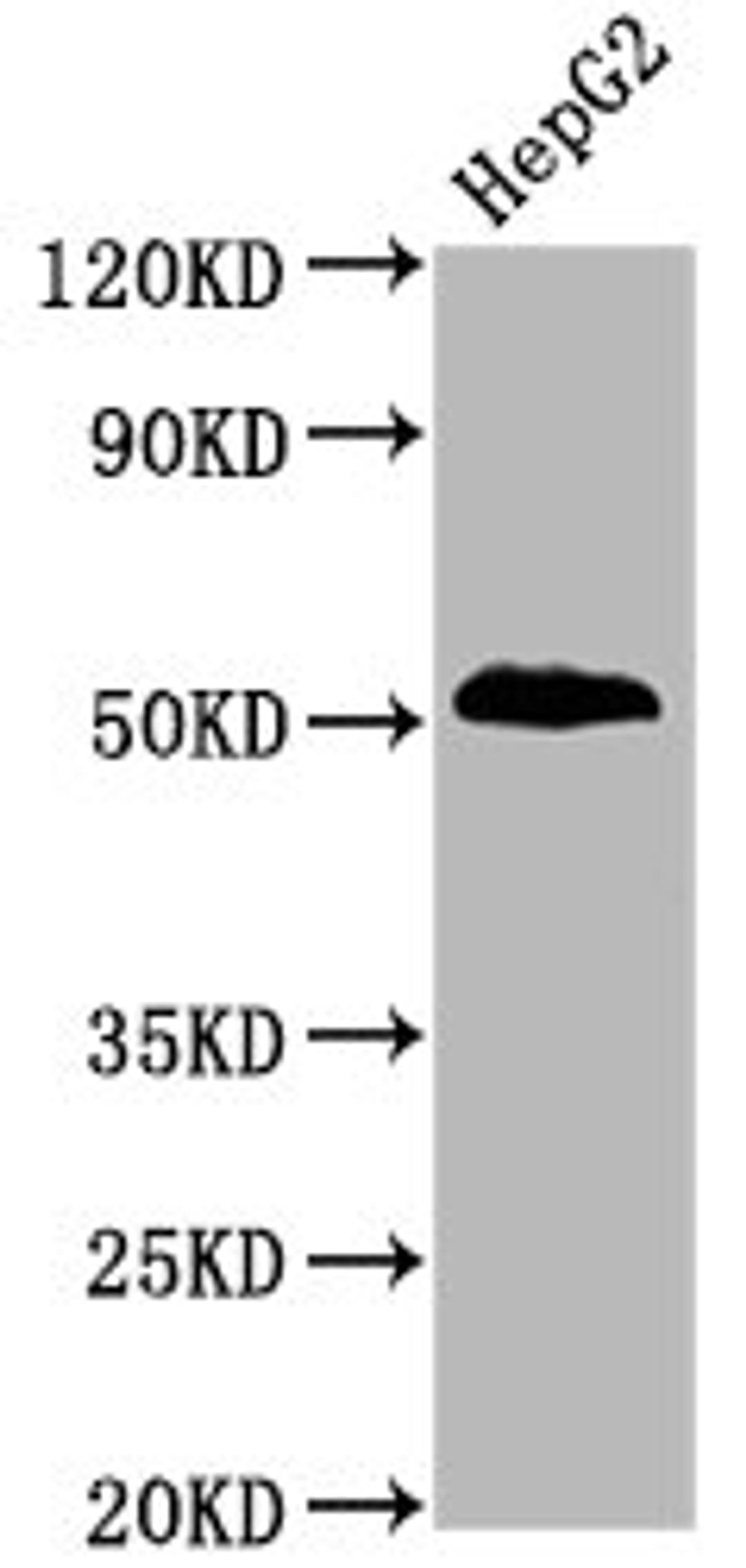 Western Blot. Positive WB detected in HepG2 whole cell lysate. All lanes Phospho-PTEN antibody at 1.9μg/ml. Secondary. Goat polyclonal to rabbit IgG at 1/50000 dilution. Predicted band size: 54 KDa. Observed band size: 54 KDa. 