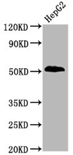 Western Blot. Positive WB detected in HepG2 whole cell lysate. All lanes Phospho-PTEN antibody at 1.9μg/ml. Secondary. Goat polyclonal to rabbit IgG at 1/50000 dilution. Predicted band size: 54 KDa. Observed band size: 54 KDa. 