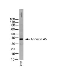 Human tonsil lysate probed with Rabbit anti Human Annexin V (AHP1924)