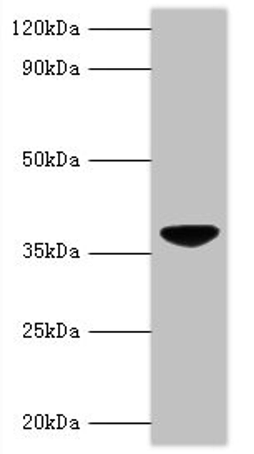 Western blot. All lanes: Chicken anemia virus apoptin antibody at 2ug/ml + GST-Apoptin fusion protein at 0.4ug. Secondary. Goat polyclonal to rabbit IgG at 1/10000 dilution. Predicted band size: 40 kDa. Observed band size: 40 kDa.