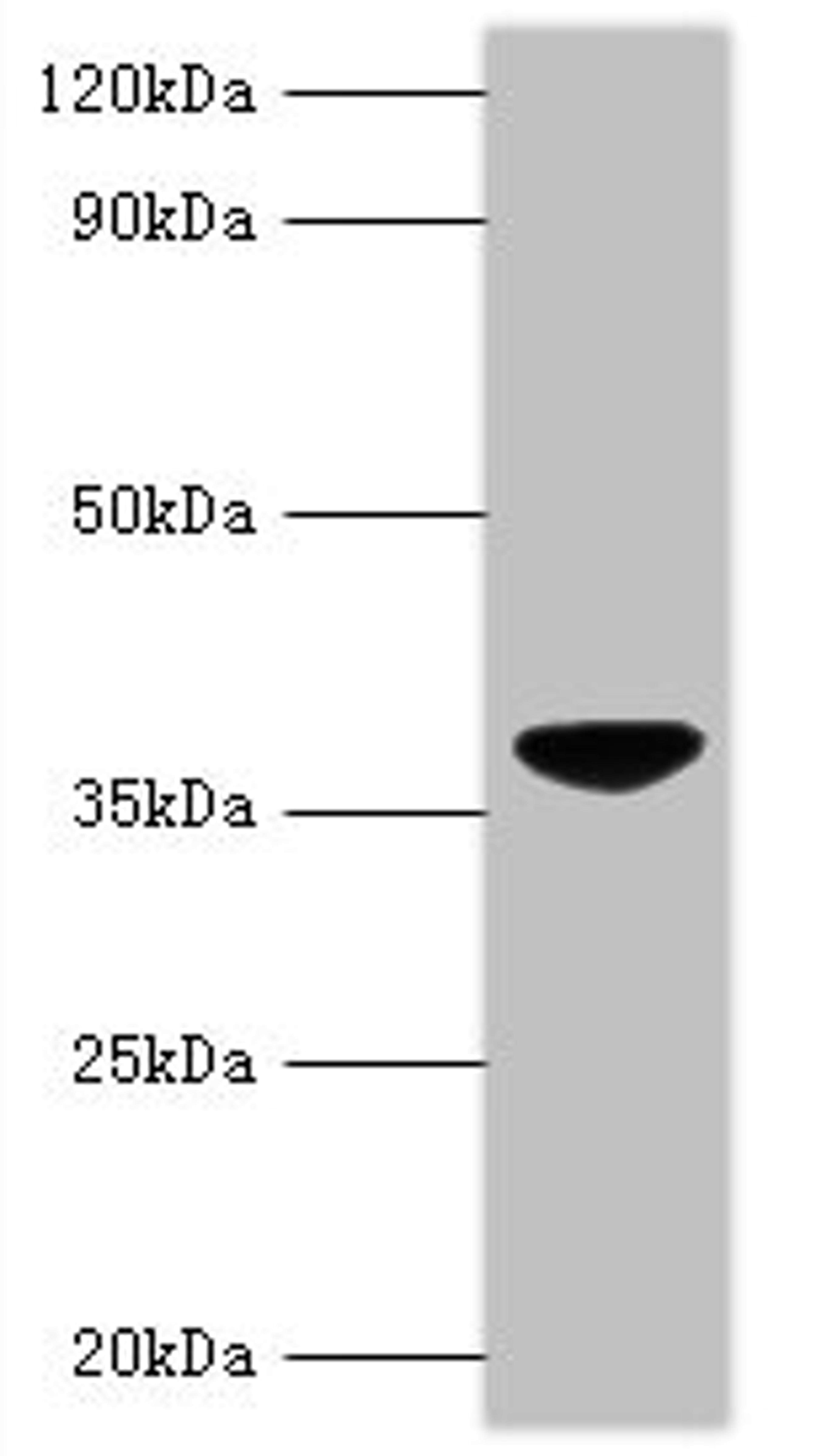 Western blot. All lanes: Chicken anemia virus apoptin antibody at 2ug/ml + GST-Apoptin fusion protein at 0.4ug. Secondary. Goat polyclonal to rabbit IgG at 1/10000 dilution. Predicted band size: 40 kDa. Observed band size: 40 kDa.