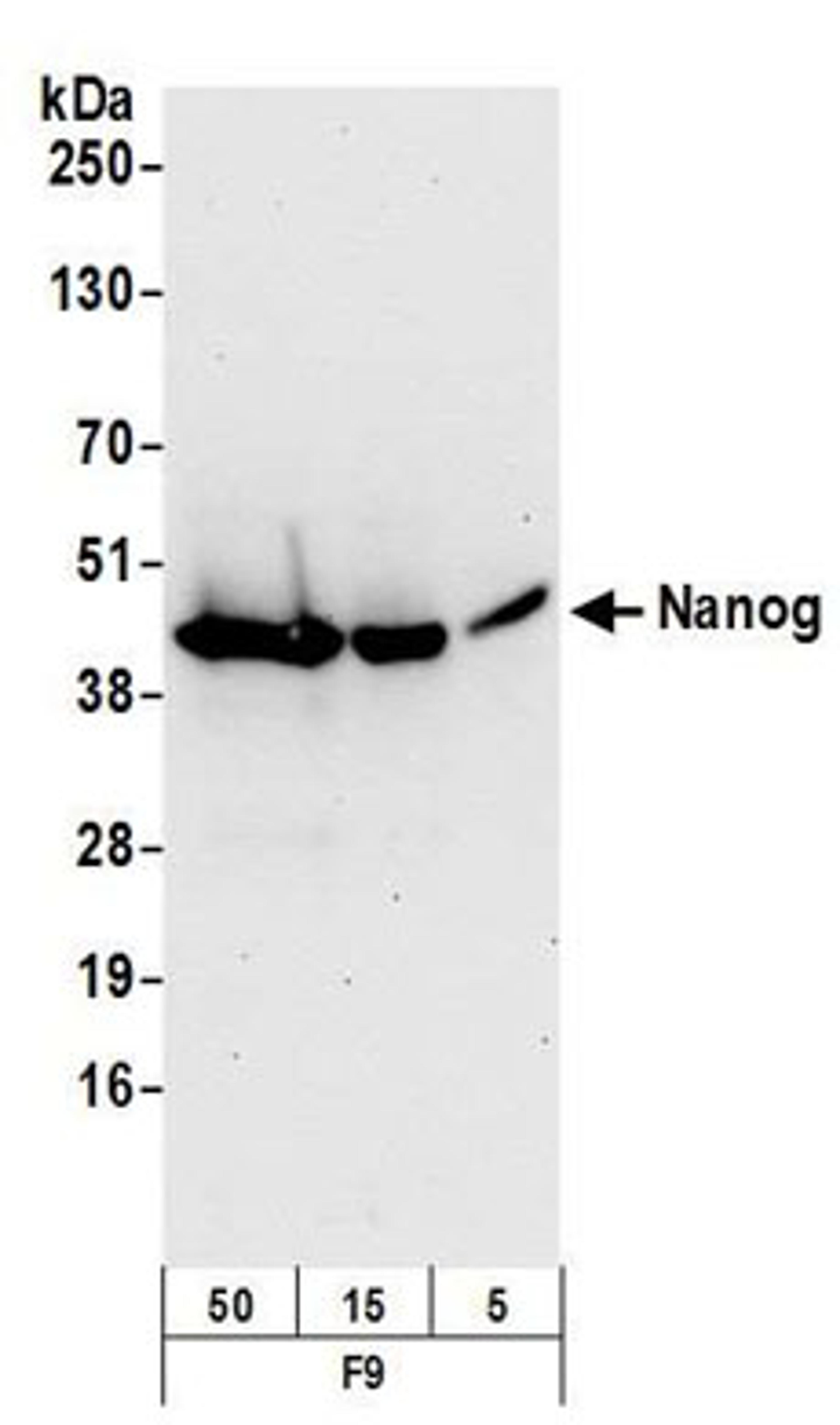 Detection of mouse Nanog by western blot.