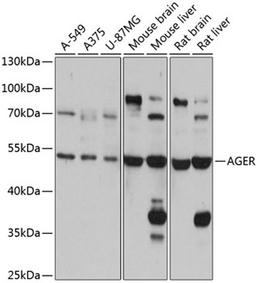 Western blot - AGER antibody (A13264)