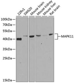 Western blot - MAPK11 antibody (A7717)