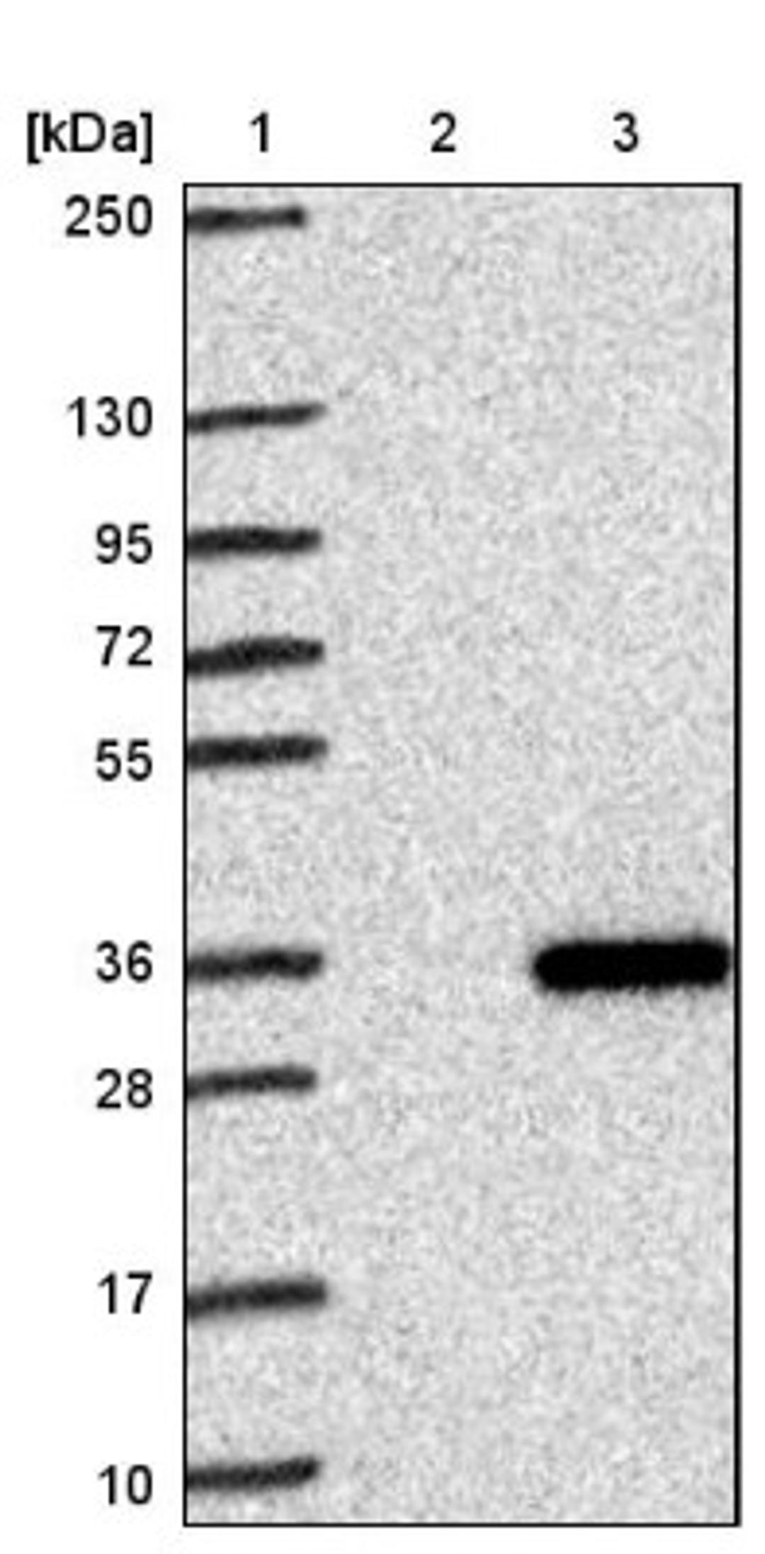 Western Blot: MED19 Antibody [NBP1-81320] - Lane 1: Marker [kDa] 250, 130, 95, 72, 55, 36, 28, 17, 10<br/>Lane 2: Negative control (vector only transfected HEK293T lysate)<br/>Lane 3: Over-expression lysate (Co-expressed with a C-terminal myc-DDK tag (~3.1 kDa) in mammalian HEK293T cells, LY407036)