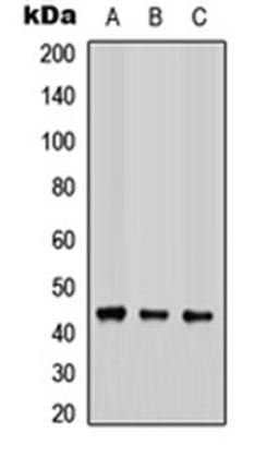 Western blot analysis of HEK293T (Lane 1), Raw264.7 (Lane 2), PC12 (Lane 3) whole cell lysates using COX15 antibody