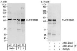 Detection of human ZNF280D by western blot and immunoprecipitation.