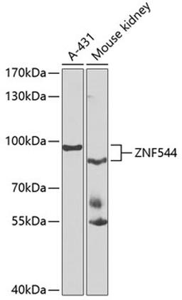 Western blot - ZNF544 antibody (A7366)