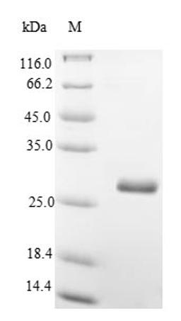 (Tris-Glycine gel) Discontinuous SDS-PAGE (reduced) with 5% enrichment gel and 15% separation gel.