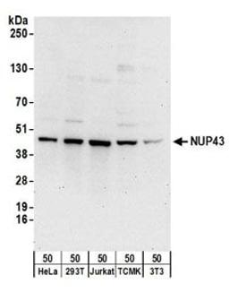 Detection of human and mouse NUP43 by western blot.