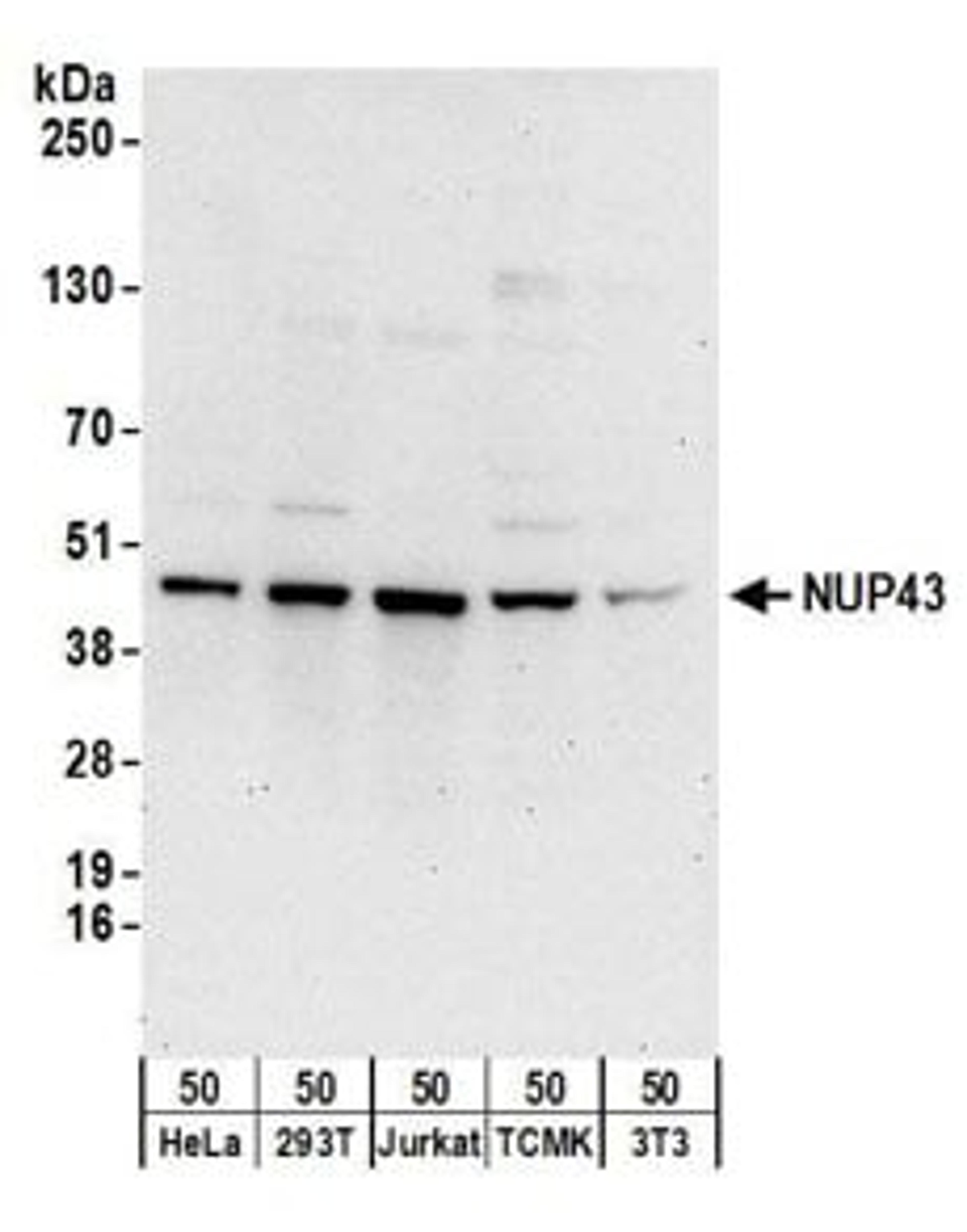 Detection of human and mouse NUP43 by western blot.