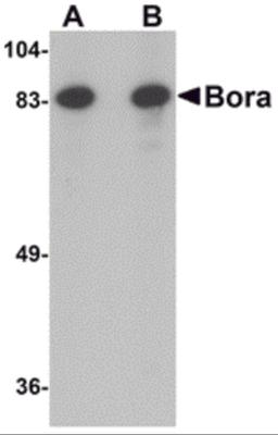 Western blot analysis of Bora in Jurkat cell lysate with Bora antibody at (A) 1 and (B) 2 &#956;g/mL.