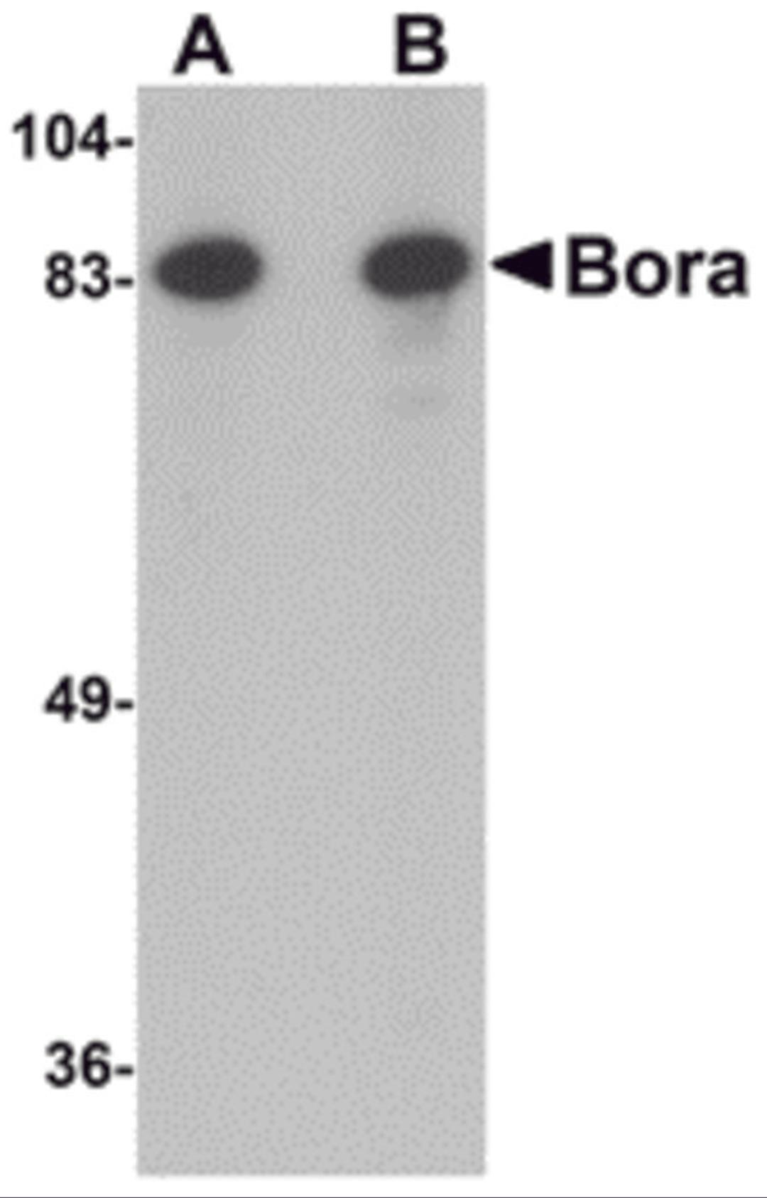 Western blot analysis of Bora in Jurkat cell lysate with Bora antibody at (A) 1 and (B) 2 μg/mL.
