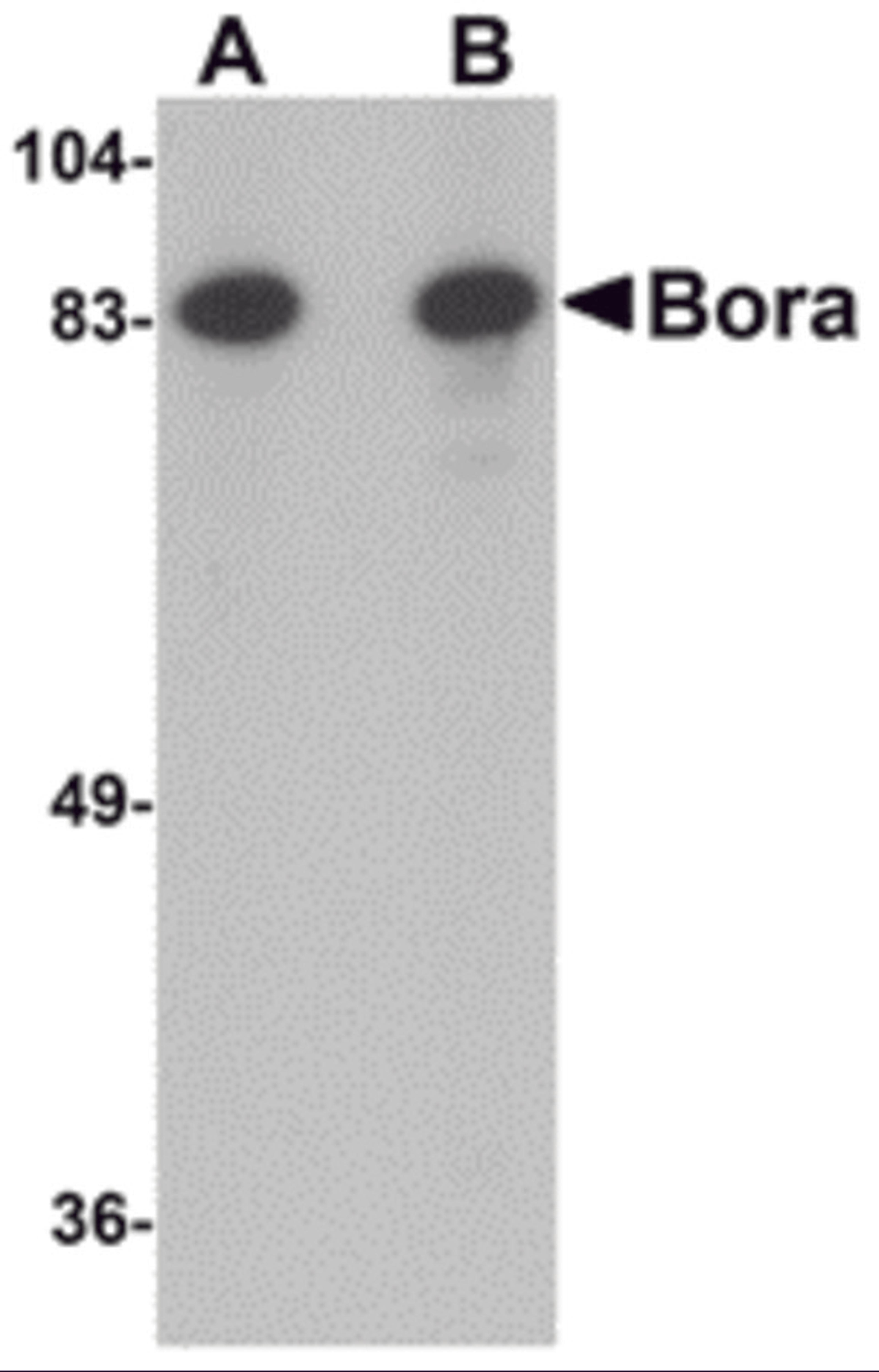 Western blot analysis of Bora in Jurkat cell lysate with Bora antibody at (A) 1 and (B) 2 μg/mL.