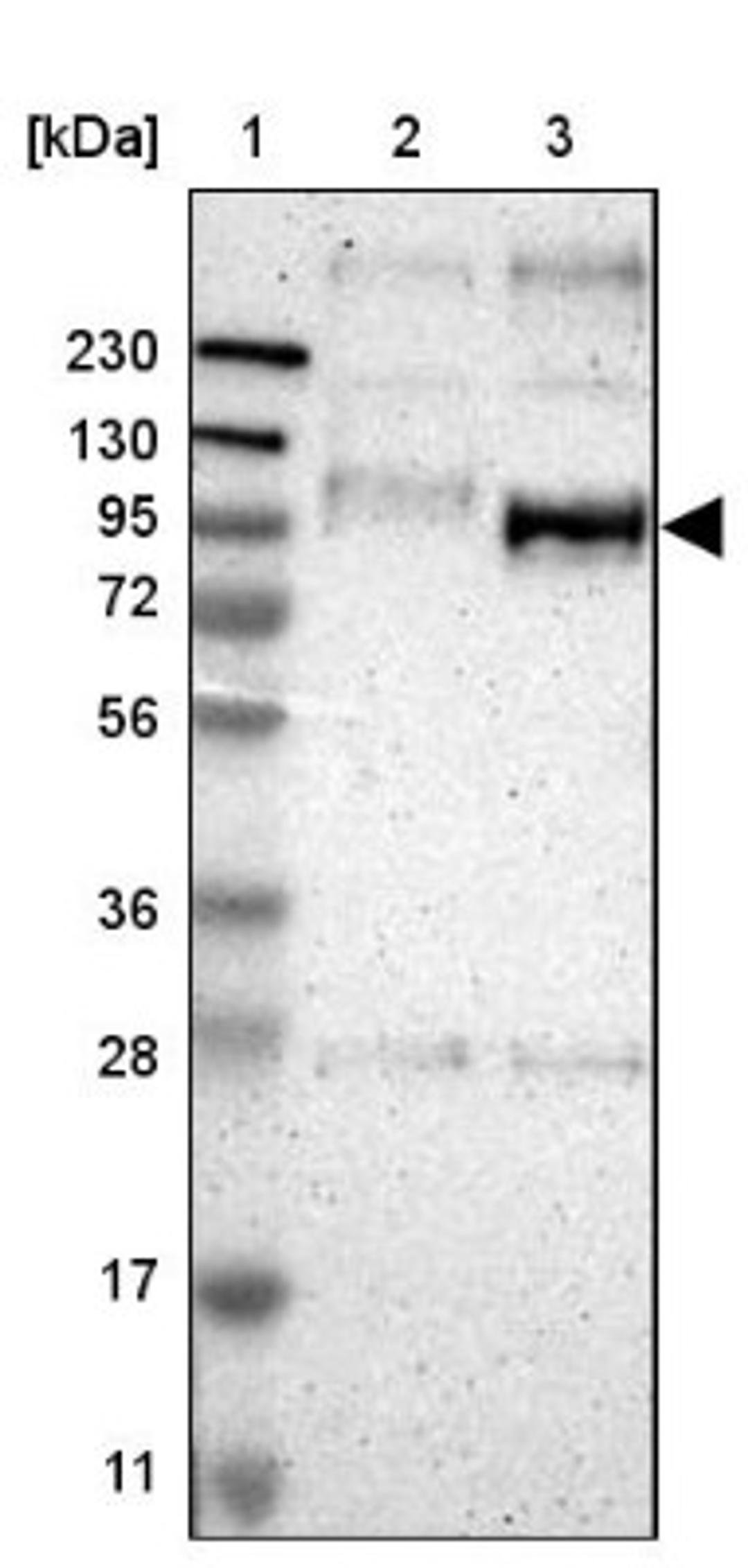 Western Blot: QSOX2 Antibody [NBP1-84094] - Lane 1: Marker [kDa] 230, 130, 95, 72, 56, 36, 28, 17, 11<br/>Lane 2: Human cell line RT-4<br/>Lane 3: Human cell line U-251MG sp