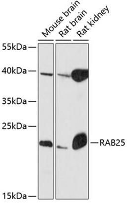 Western blot - RAB25 antibody (A12275)