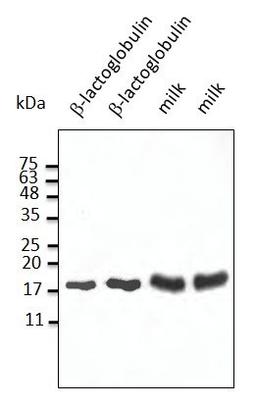 Western blot analysis of staining of dry milk per lane using beta-Lactoglobulin antibody