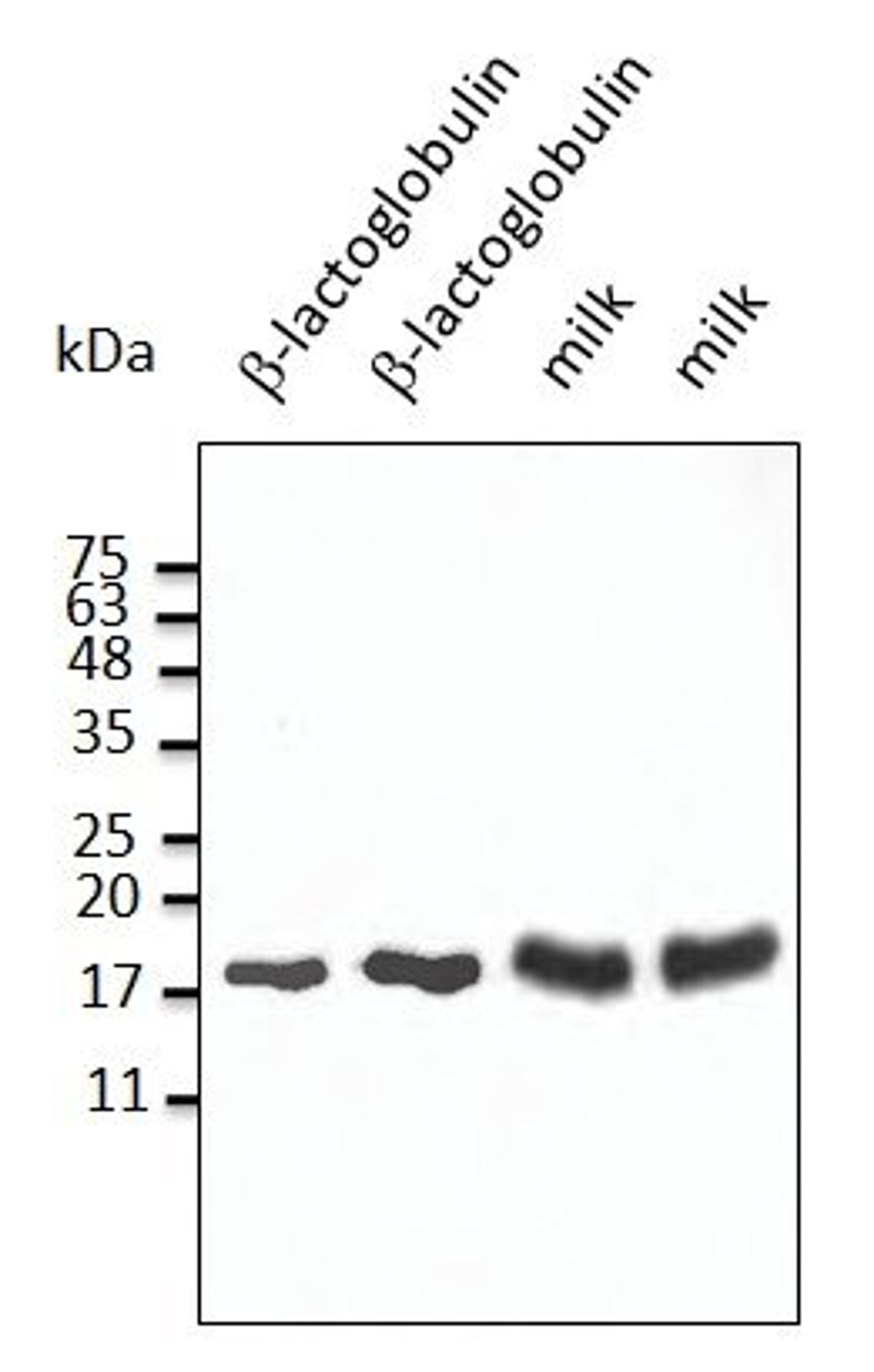 Western blot analysis of staining of dry milk per lane using beta-Lactoglobulin antibody