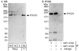 Western Blot: FYCO1 Antibody [NBP1-47266] - Samples:  Whole cell lysate from HeLa (5, 15 and 50 ug for WB; 1 mg for IP, 20% of IP loaded) and 293T (T; 50 ug) cells.   Antibodies: Affinity purified rabbit anti-FYCO1 antibody NBP1-47266 used for WB at 0.04 ug/ml (A) and 0.4 ug/ml (B) and used for IP at 10 ug/mg lysate.  FYCO1 was also immunoprecipitated by rabbit anti-FYCO1 antibody NBP1-47265, which recognizes an upstream epitope.   Detection: Chemiluminescence with exposure times of 3 minutes (A) and 30 seconds (B).