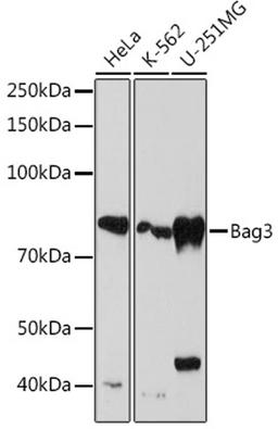 Western blot - Bag3 Rabbit mAb (A4720)