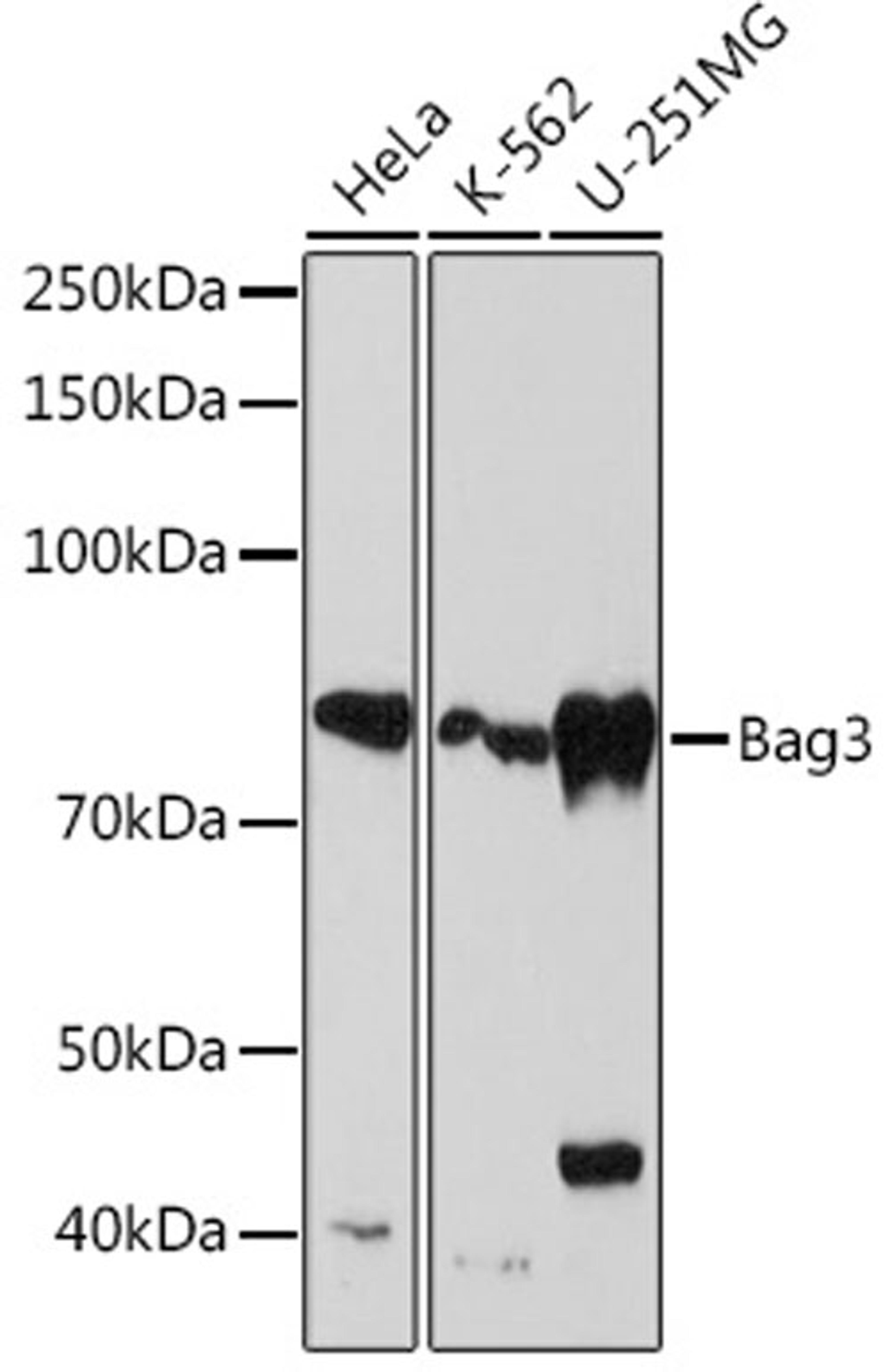 Western blot - Bag3 Rabbit mAb (A4720)