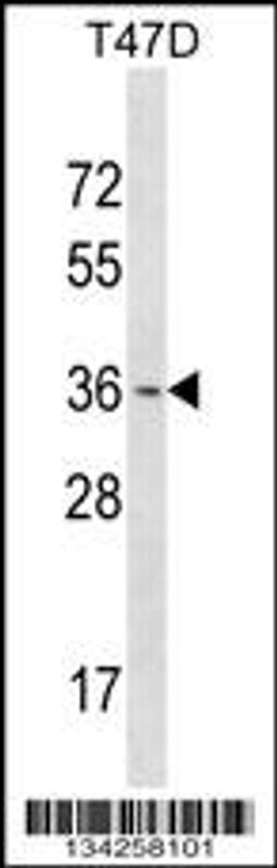 Western blot analysis in T47D cell line lysates (35ug/lane).