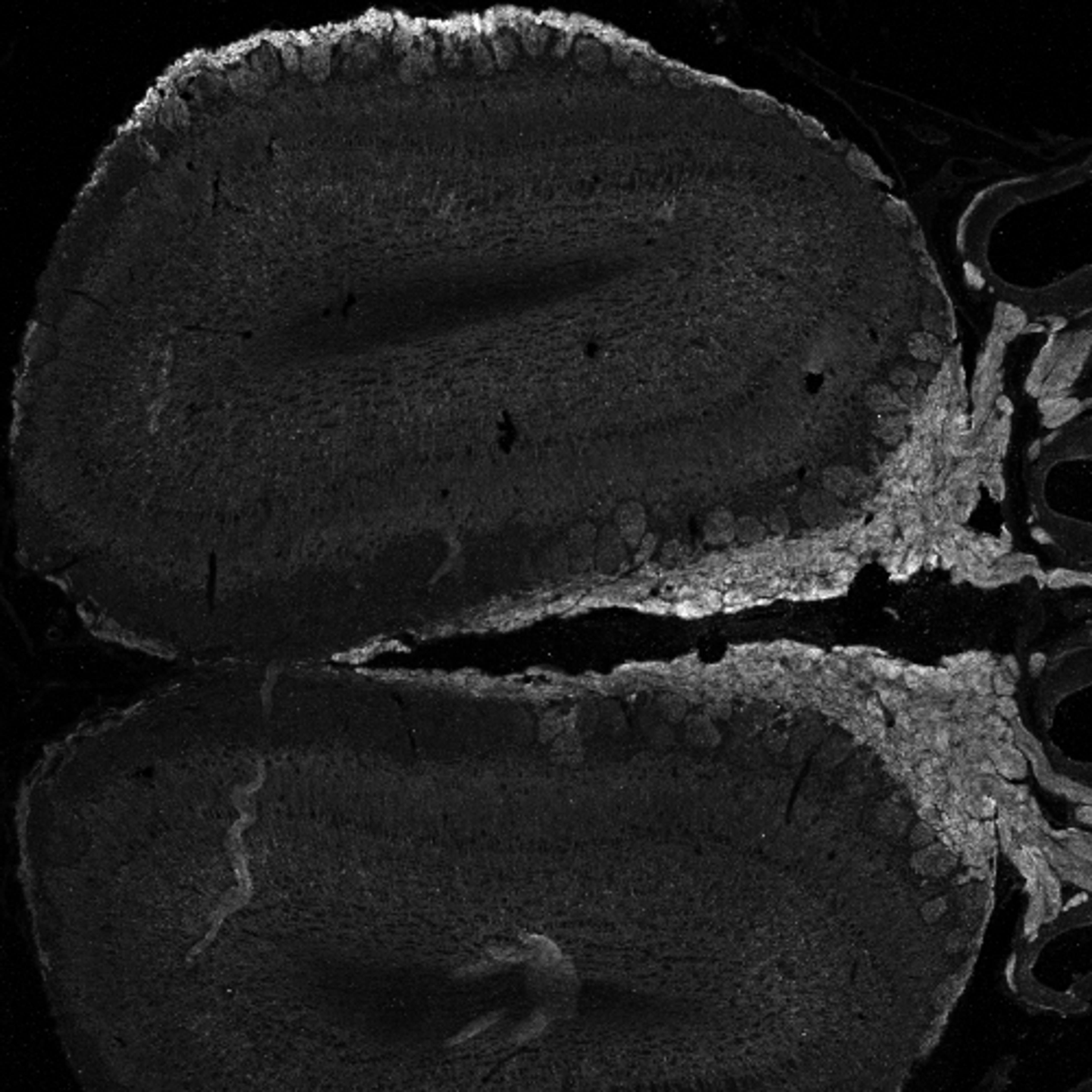 45-990 (0.5ug/ml) 24h-staining of PFA-perfused cryosection of Mouse Olfactory bub. Antigen retrieval with methanol (-20C, 10min) followed by 1% SDS (10min), IF-staning.