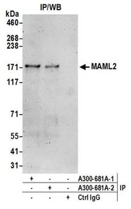 Detection of human MAML2 by western blot of immunoprecipitates.