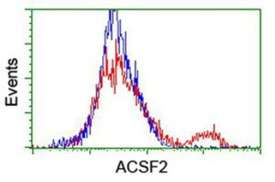 Flow Cytometry: ACSF2 Antibody (6E4) [NBP2-02027] - HEK293T cells transfected with either overexpression plasmid (Red) or empty vector control plasmid (Blue) were immunostained by anti-ACSF2 antibody, and then analyzed by flow cytometry.