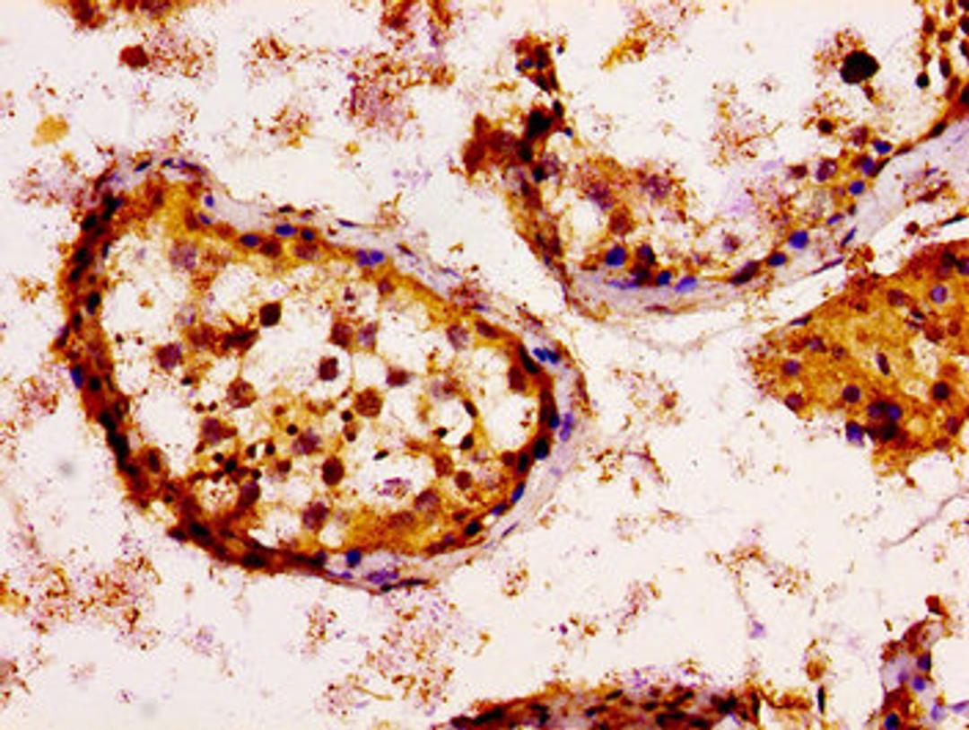 IHC image of CSB-PA012696LA01HU diluted at 1:100 and staining in paraffin-embedded human testis tissue performed on a Leica BondTM system. After dewaxing and hydration, antigen retrieval was mediated by high pressure in a citrate buffer (pH 6.0). Section was blocked with 10% normal goat serum 30min at RT. Then primary antibody (1% BSA) was incubated at 4&deg;C overnight. The primary is detected by a biotinylated secondary antibody and visualized using an HRP conjugated SP system.